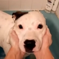 Thumb for Cutest Dog Bath