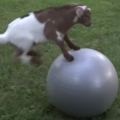 Baby Goat Loves Ball