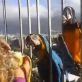 Breakfast With Macaws