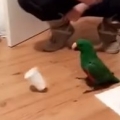 Parrot Doing Cup Flip 