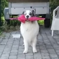 Dog Umbrella Dance 
