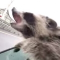 Adorable Raccoon Tries To Catch Rain Drops
