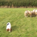 The Most Unlikely Sheep Leader