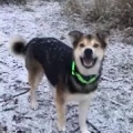 Cute Dog Trying To Catch Snow 