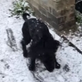 Truffle the dog experiences snow for the first time