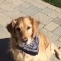 This Golden Retriever Is Terrible At Catching Food