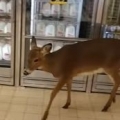 Deer Goes Grocery Shopping