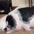Dog Tries To Wake Up Sleeping Pig