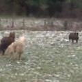 Ponies Chase Wild Boar After It Charges Woman