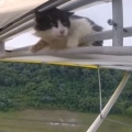 Remove Cat Before Flight 