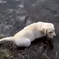Labrador Father Teaches Puppies To Swim