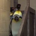 Darth Penguin