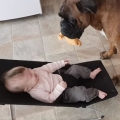 This Boxer is her New Best Fried