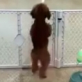 Excited Puppy Spots Its Owner