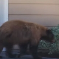 Bear And Man Spook Each Other
