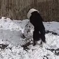 Dog Making A Snowman 