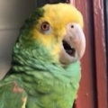 Parrot Would Love Some Ice Cream