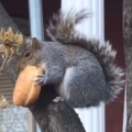 Squirrel And Donut