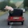 Pig Makes His Great Escape