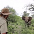 Thumb for Man Halts Charging Elephants 