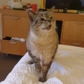 Cat Sneezes Big During Movie