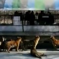 Siberian Tigers Being Fed Live Goat