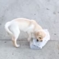 Adorable Puppy Struggles To Carry Newspaper 