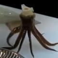 Chef Cuts Up Live Squid