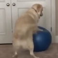 Thumb for Doggo Gets Stuck On Exercise Ball 