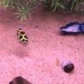 Puffer Fish Chases a Laser Pointer