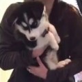 Talking Husky Puppy Has A Lot To Say