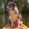 Dog Falls Asleep While Standing On Kayak 