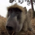 Baboons React To Their Own Reflection 