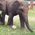 Baby Elephant Has World Cup Fever  