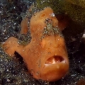 How Much Do You Know About Frog Fish?  