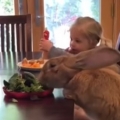 Little Girl And Giant Bunny Share A Meal 