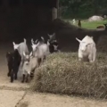 The Running Of The Goats  