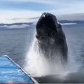 Thumb for Humpback Soaks Alaskan Whale Watchers  