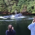 Humpback Whales Surface in Front of Lodge 