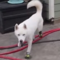 Cutest Husky Dog Trying On Shoes 