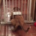Houdini Dog Escapes From Lockup