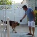 Well Played Trick On Dog From Soldier Returning Home