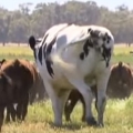 Enormous steer
