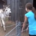 Donkey reunites with old friend