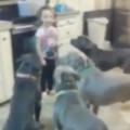Obedient Pitbulls Gather Around Little Girl For Lunch