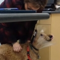 Thumb for Formerly blind dog Duffy seeing the family after surgery