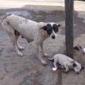 Anguished mother dog wails for wounded baby. Happy Ending!
