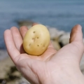 Try the World’s Most Expensive Potatoes