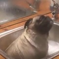 Barry The Pug Takes A Bath