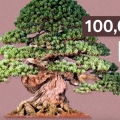 Why Bonsai Are So Expensive